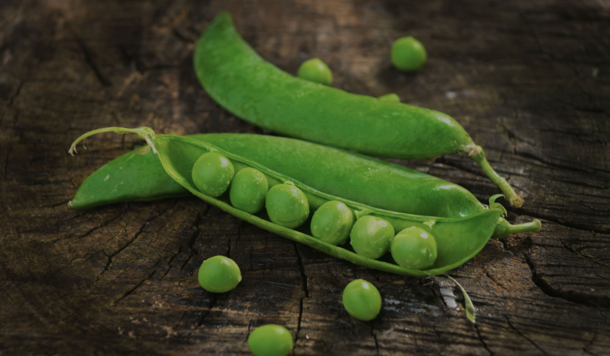 寧波市素蓮食品有限公司/關(guān)于素蓮/企業(yè)介紹植物肉_素肉_人造肉插圖1